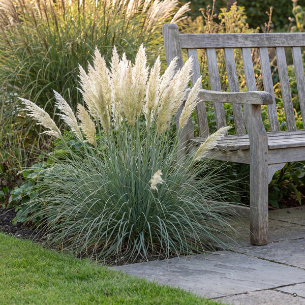 Cortaderia selloana 'Tiny Pampa' Zwerg-Pampasgras an einer Terrassenkante, cremeweiße Federwedel auf Höhe der Armlehne einer Gartenbank, Stauden Gänge.