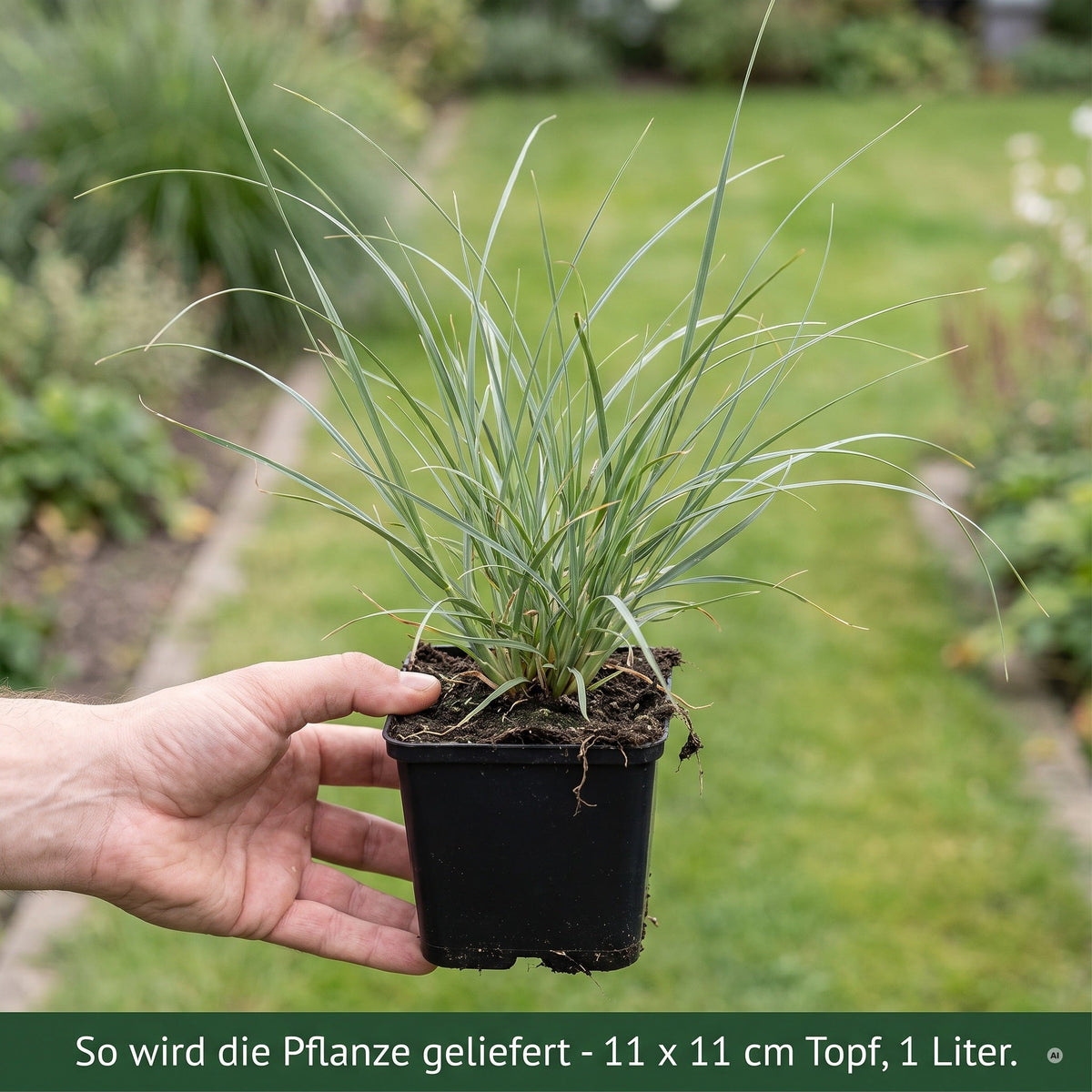 Lieferzustand: junges Cortaderia selloana 'Tiny Pampa' im 11 x 11 cm Topf in der Hand, Stauden Gänge.