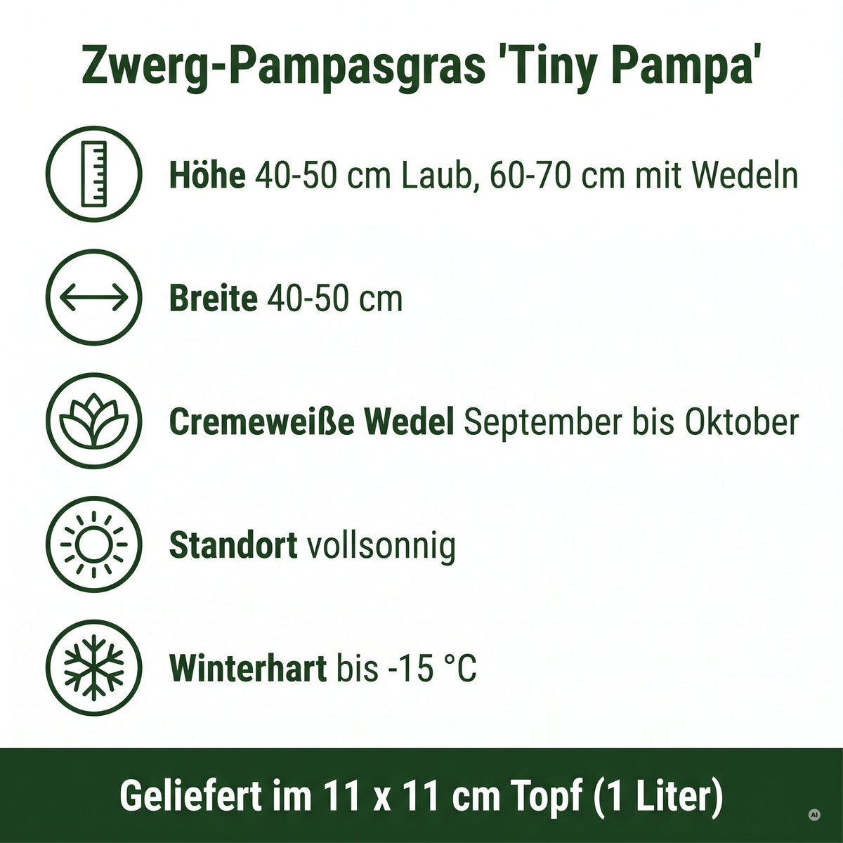 Steckbrief Zwerg-Pampasgras 'Tiny Pampa': Höhe, Breite, Blütezeit, Standort und Winterhärte, Stauden Gänge.