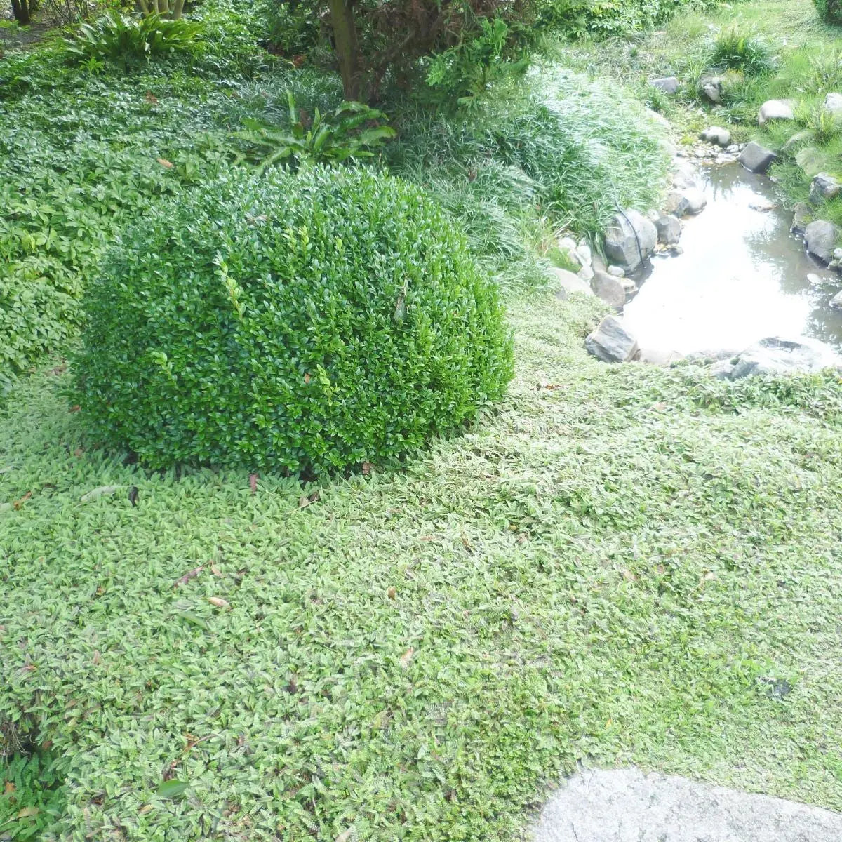 Fiederpolster Cotula / Leptinella squalida, Staude mit zarten, grünen Blättern, bei Stauden Gänge, Nahaufnahme