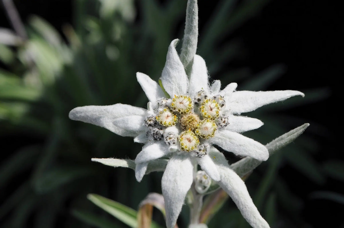 Edelweiß Leontopodium souliei 'Alpina White' als Staude, weiße Blüten, robust, von Stauden Gänge, natürliche Gartenpflanze