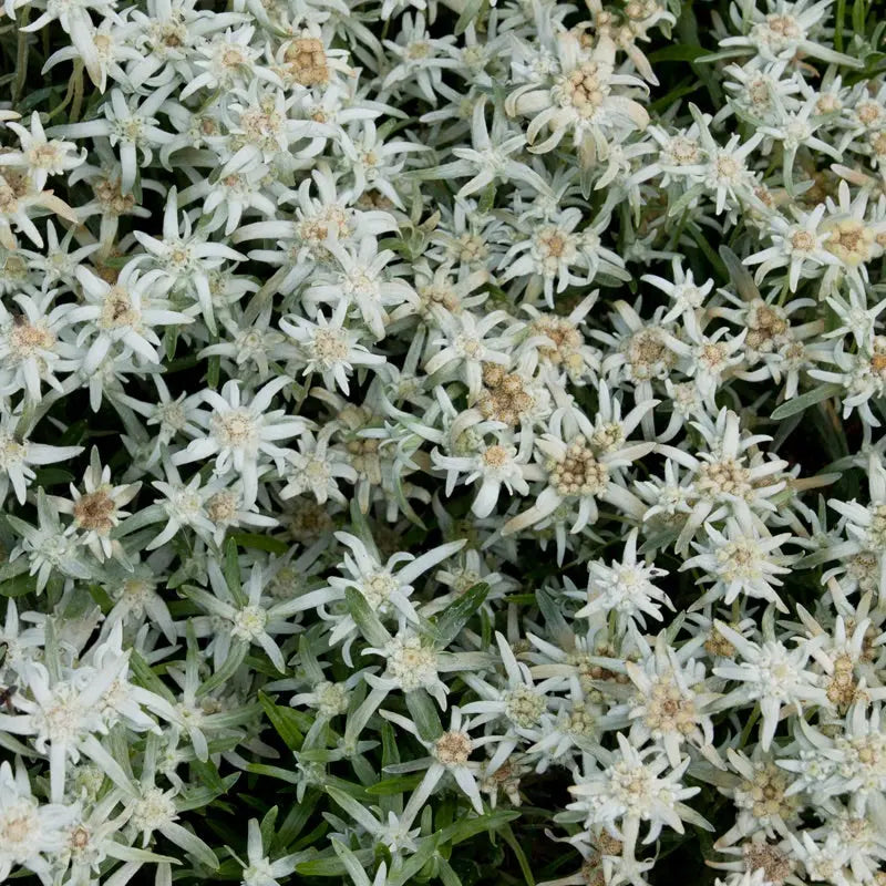Staudensorte Leontopodium souliei 'Alpina White' Edelweiss, weiße Blüten, Stauden von Stauden Gänge, im Garten.