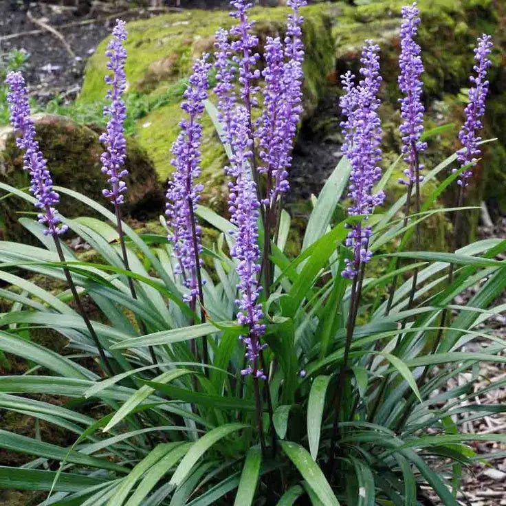 Liriope muscari 'Majestic' Lilientraube Staude, grüne Blätter und violette Blüten, im Garten gepflanzt, Stauden Gänge.