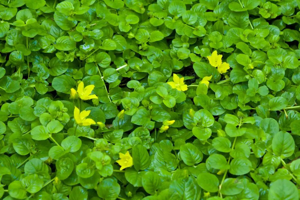 Lysimachia nummularia, Pfennigkraut, Staude von Stauden Gänge, grüne Pflanze mit kleinen runden Blättern