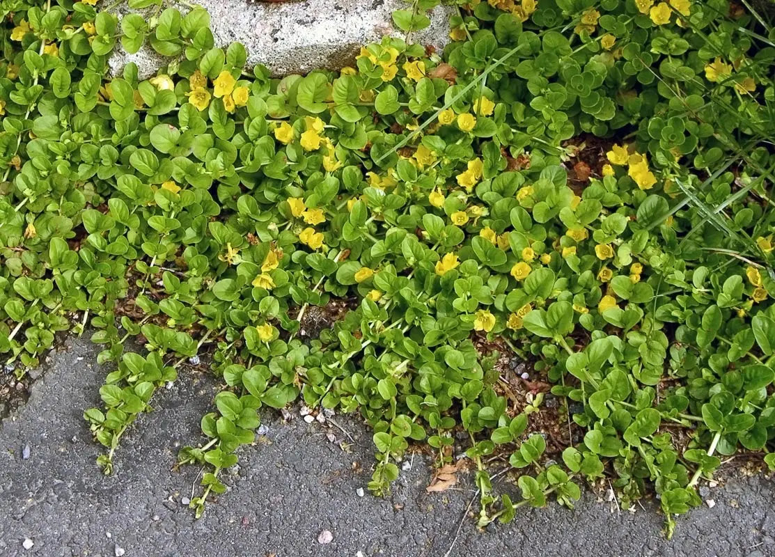 Lysimachia nummularia, Pfennigkraut Staude von Stauden Gänge, grüne Blätter, wächst bodenbedeckend in einem Garten.