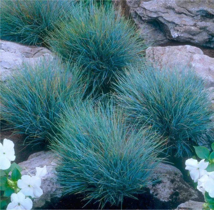 Drei blaue Ziergräser aus der Stauden Gänge Kollektion, elegante Ziergräser mit blauer Farbgebung auf einer Gartenterrasse.