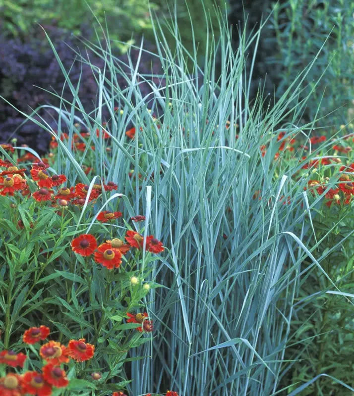 Drei blaue Ziergräser aus der Stauden Gänge Kollektion, elegantes Ziergras mit blauer Farbgebung, perfekt für Garten und Balkon.