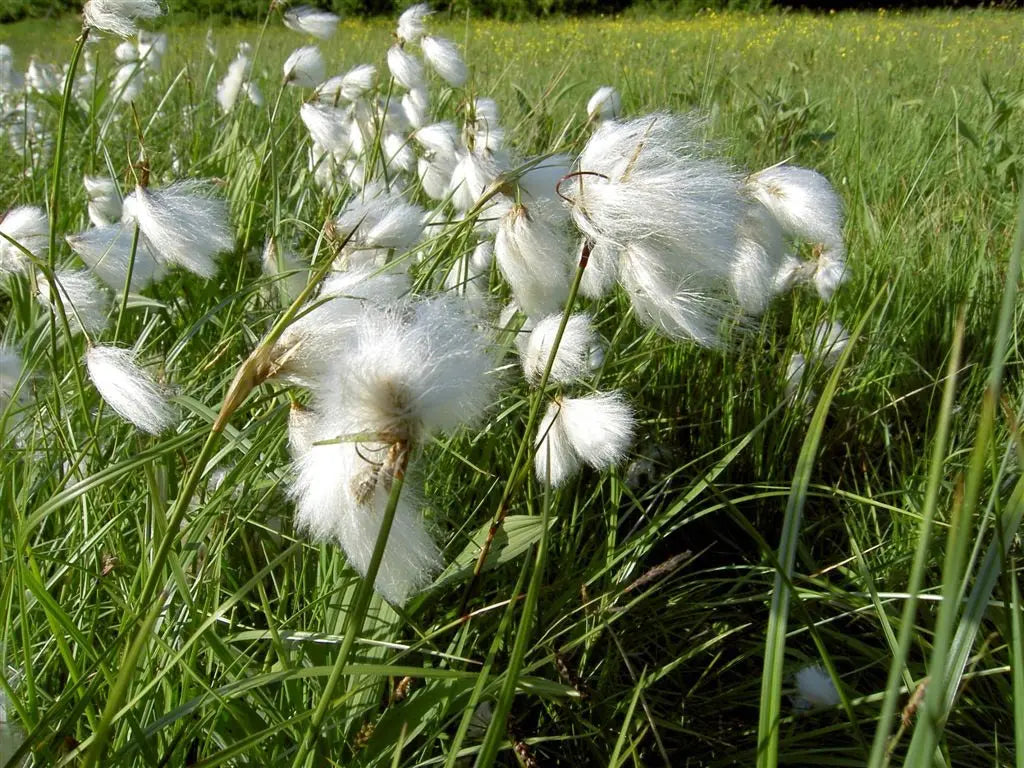 Ziergras Eriophorum angustifolium Wollgras mit weißen, wolligen Blütenständen, Stauden Gänge, natürliche Gartendekoration