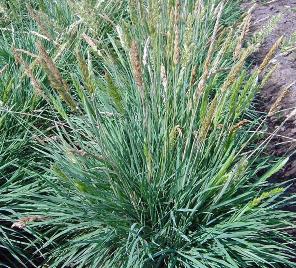 Ziergras Koeleria glauca, Blaues Schillergras, Stauden Gänge, dichter, bläulich schimmernder Ziergräser im Garten.