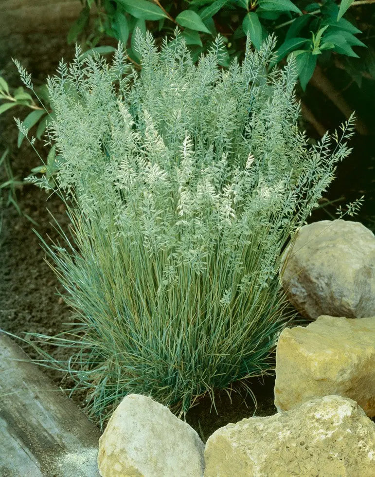 Ziergras Koeleria glauca, Blaues Schillergras, Stauden Gänge, mit feinen blauen und silbrigen Halmen im Garten.