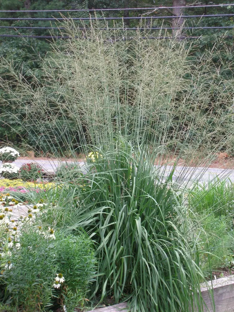 Hohes Pfeifengras Molinia arundinacea 'Skyracer' als Ziergras, grüne schilfartige Halme, im Garten.
