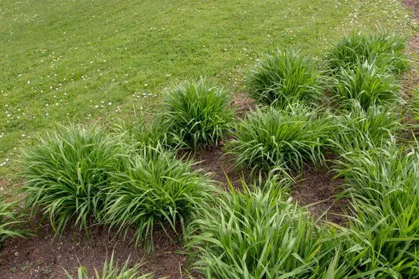 Ziergras Molinia caerulea 'Igel' – Kleines Pfeifengras, Stauden Gänge, im Garten.
