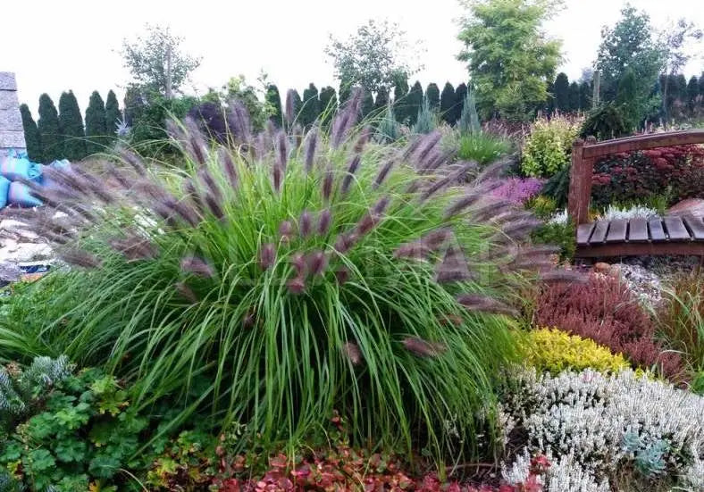 Schwarzes Lampenputzergras Pennisetum alopecuroides 'Black Beauty' im XXL Topf, dekoratives Ziergras von Stauden Gänge